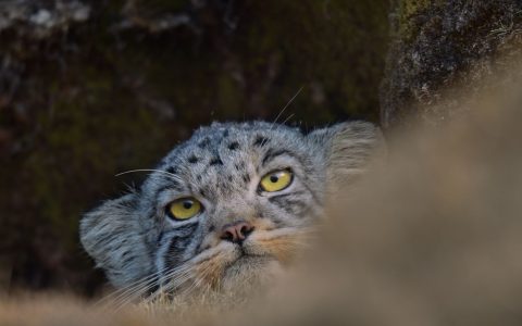 Kadr z filmu The Velvet Queen