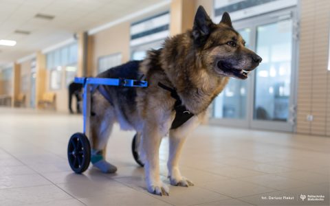 29-04-2024-Wózek-dla-psa-od studentów-z-koła-naukowego-Ortos-fot-Dariusz-Piekut